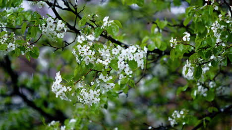 steady rain falling on flowered tree branches with leaves - slow motion