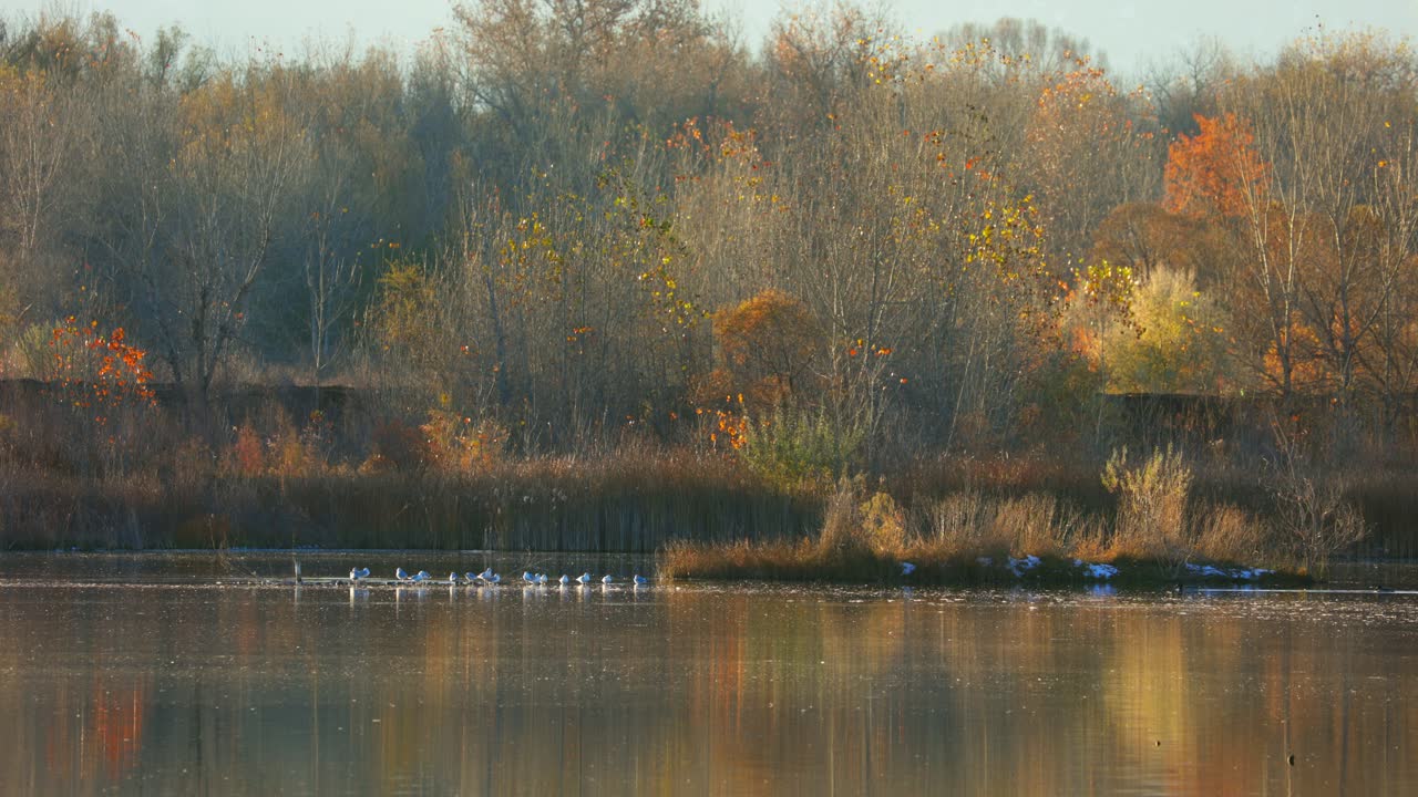 볼더 콜로라도의 캐나다 거위, 콜로라도의 색 ⁇ , 가을 시즌의 야생동물