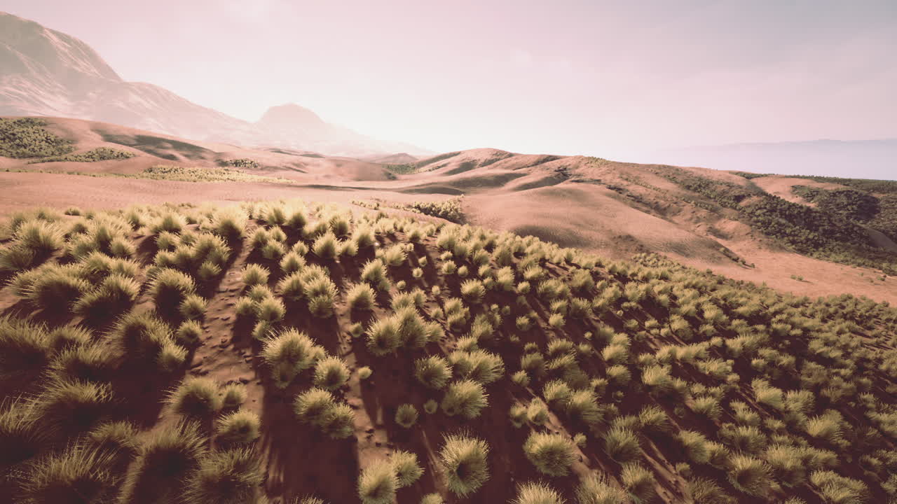 풀이 있는 사막 풍경