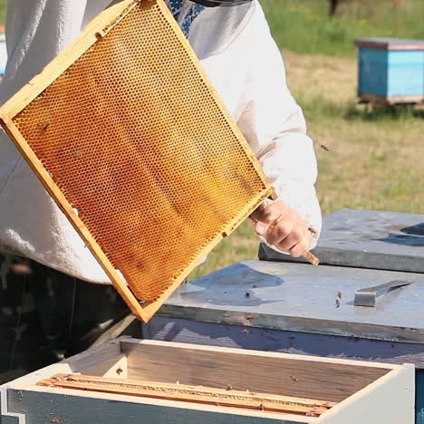 beekeeper working in apiary among a swarm of bees. frames of a bee hive. beekeeping. honey.