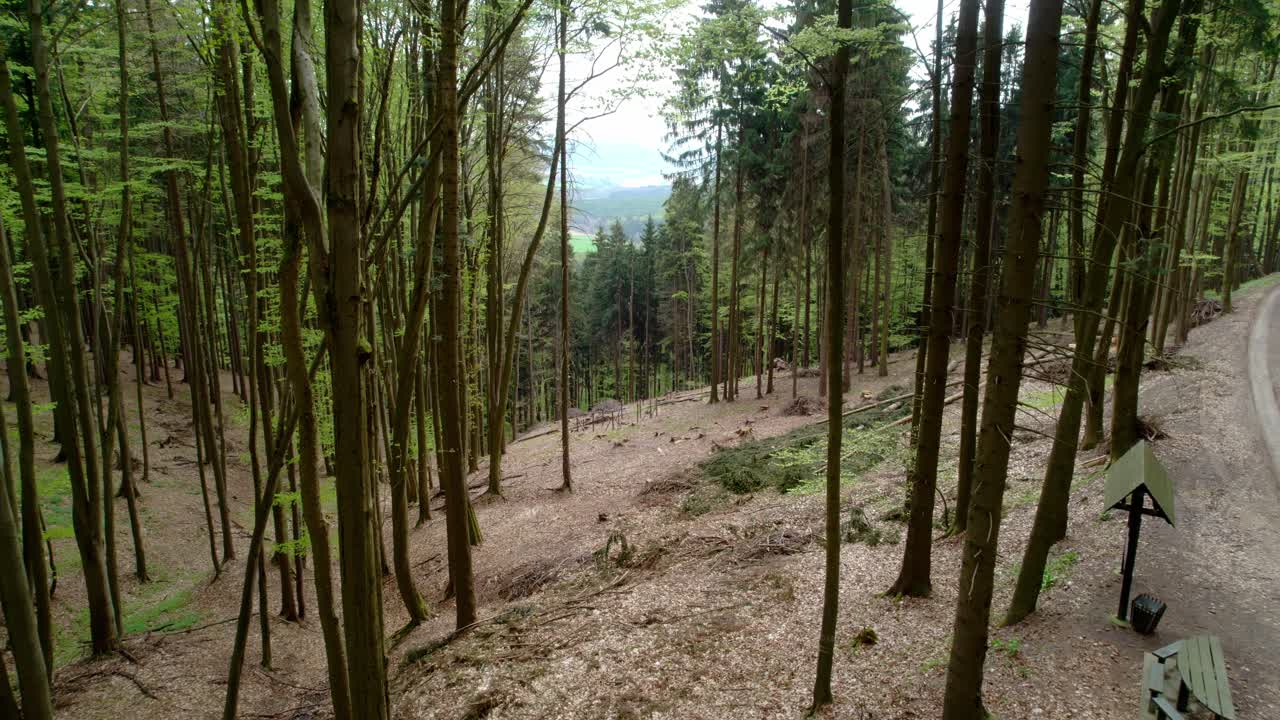 드문 드문 나무 도로와 숲의 드론 샷