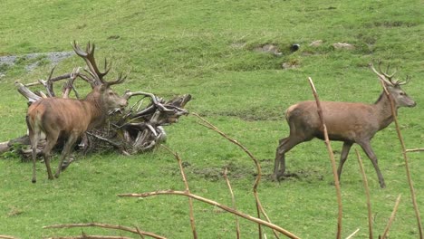 Paar-Hirsche-Mit-Geweih-Draußen-Auf-Gras-Im-Zoo-In-Rauris,-Österreich