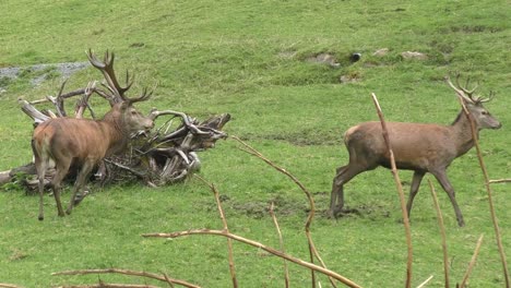 par de ciervos con astas afuera sobre el césped en el zoológico de rauris, austria