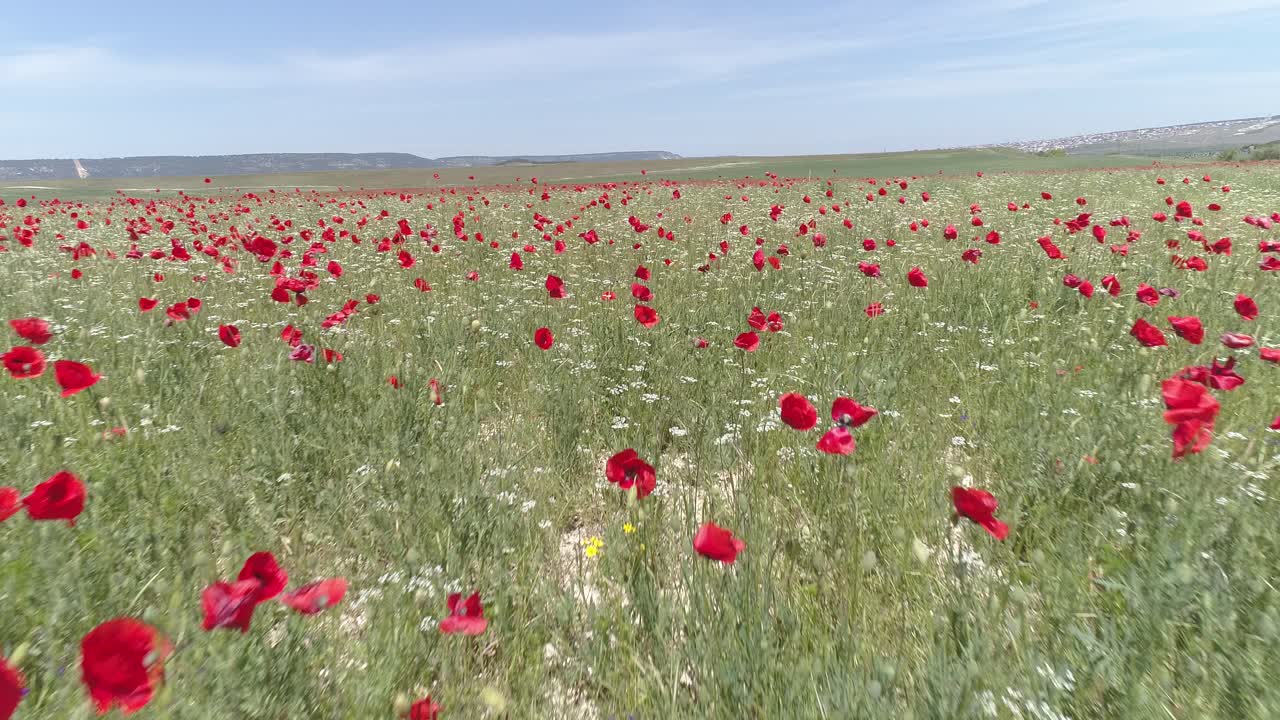 빨간 양 귀 비 필드