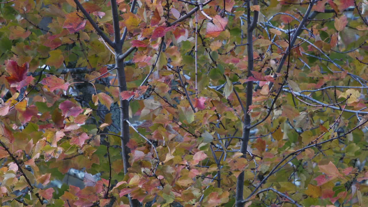 Yellow, green and orange leaves during autumn. Medium close.Slow motion.