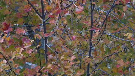 yellow, green and orange leaves during autumn. medium close.slow motion.