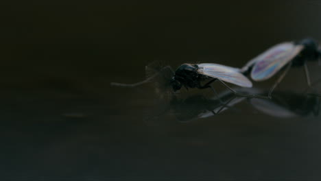 bugs on water