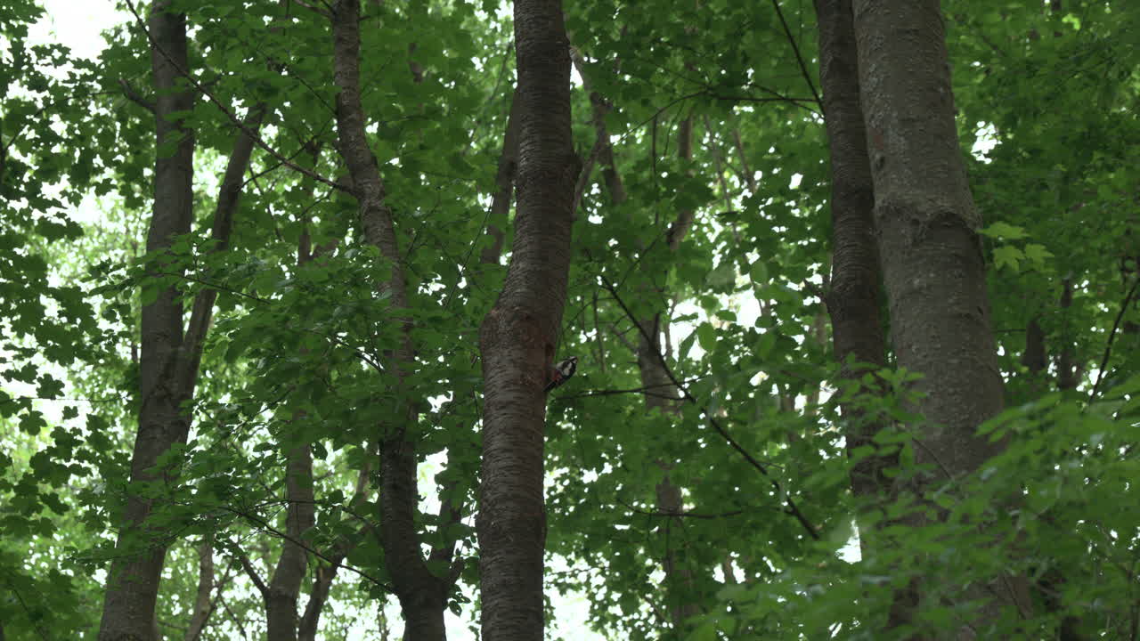 Great spotted woodpecker cautiously emerge from the hollow in the tree where they have nested, carefully scanning for potential dangers before venturing out to gather food for their chicks
