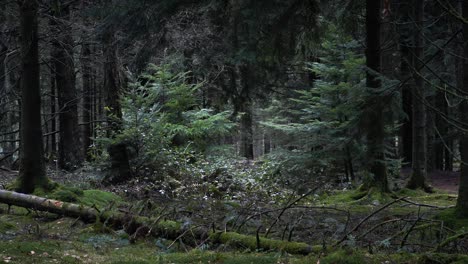 slow panning shot through forest as trees blow in wind 4k