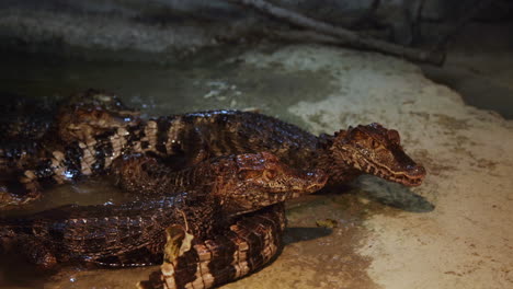 Grupo-De-Lagartos-Caiman-Esperando-Comida