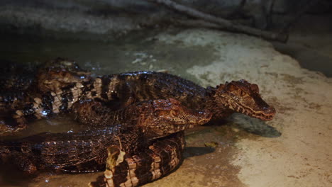 grupo de lagartos caiman esperando comida