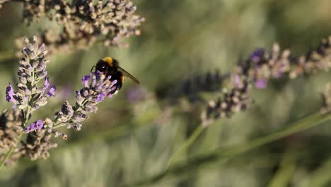 bee collecting nectar from lavender in saint emilion