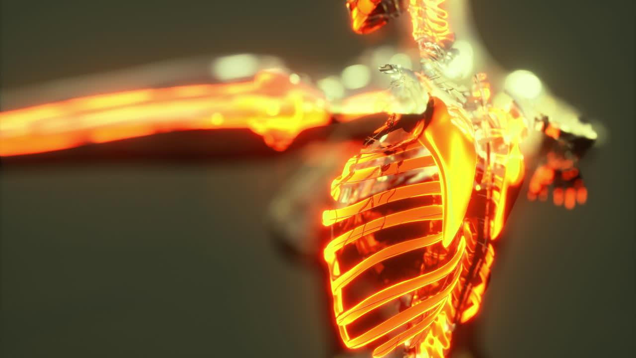 Detailed view of human skeleton anatomy showing bones and joints