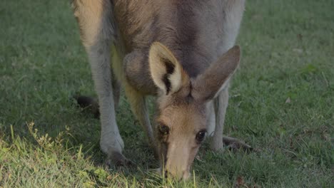 Canguro-Gris-Oriental-Comiendo-Hierba---Santuario-De-Canguros-En-Queensland,-Australia