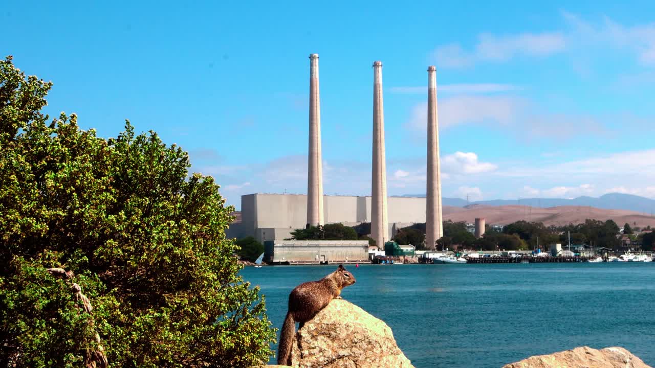 A squirrel sitting on a rock with a power plant in the background