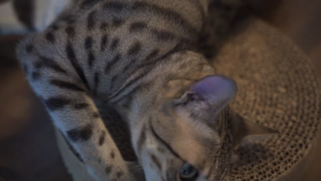 pet savannah cat rubbing head on cardboard scratching board and grooming itself