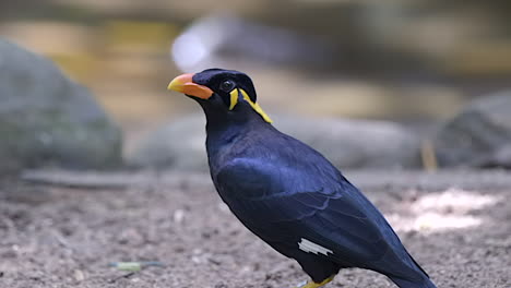 a beautiful, shiny common hill myna perched on the ground by a river, blurry background - close up