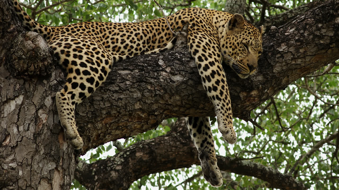 Close view of exhausted leopard sleeping on tree branch, South Africa