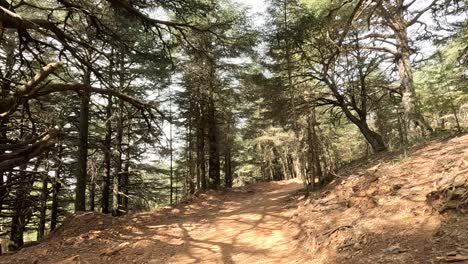 Hermoso-Bosque-Verde-En-Un-Día-Soleado