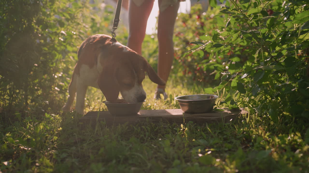 주인이 붙잡은 줄에 인 개가 나무판 위에 놓인 금속 그에서 먹고 밖에서 다른 그이 근처에 있으며, 빛은 주변 초록색에 부드럽게 반사됩니다.