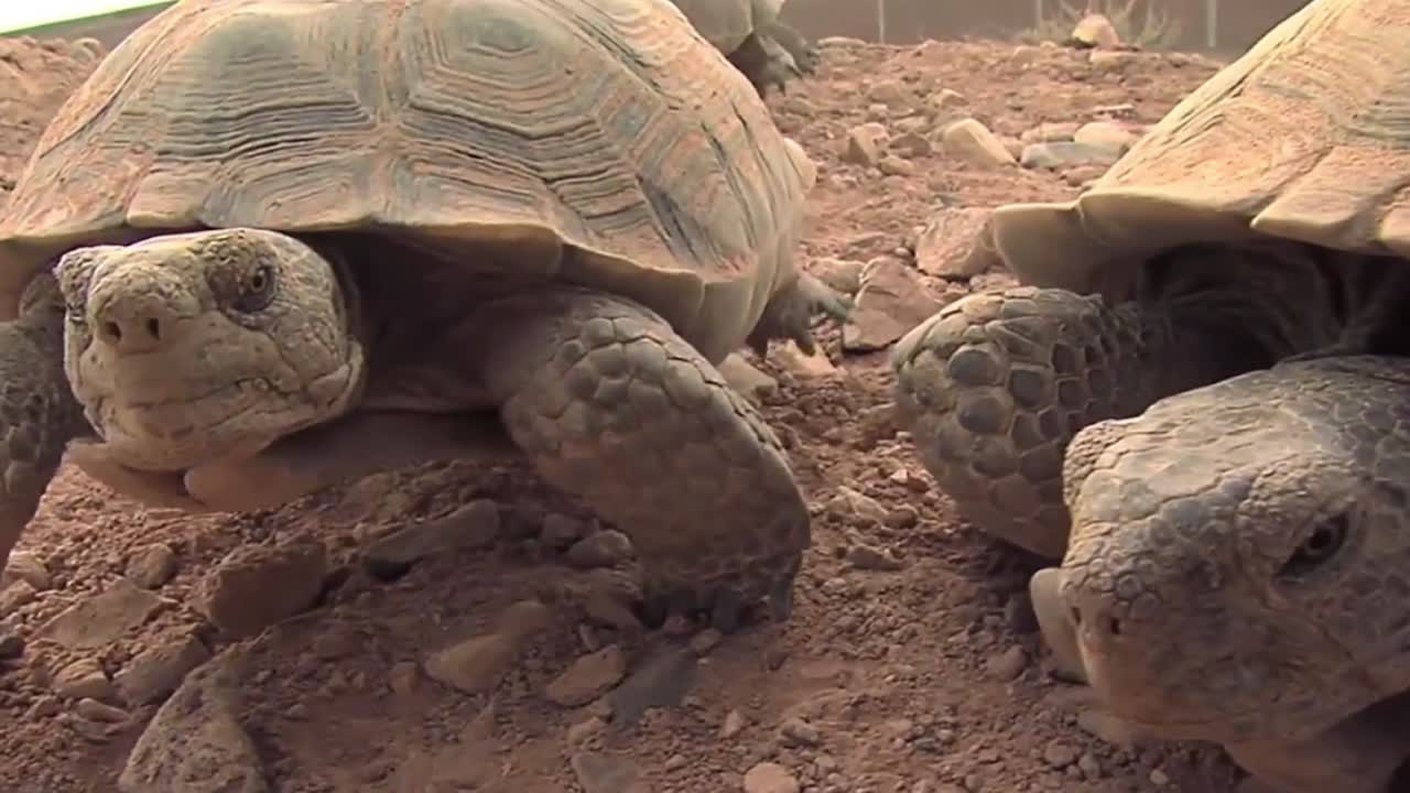 tortugas del desierto en peligro de extinción de cerca