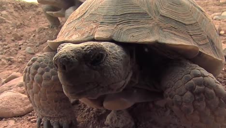 endangered desert tortoises close up