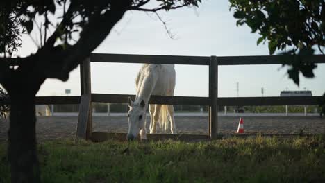 white horse behind wooden fence