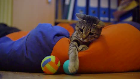 Ein-Kleiner-Blauer-Ball-Rollt-Auf-Die-Nackte-Katze-Zu-Und-Spielt-Uninteressant-Damit