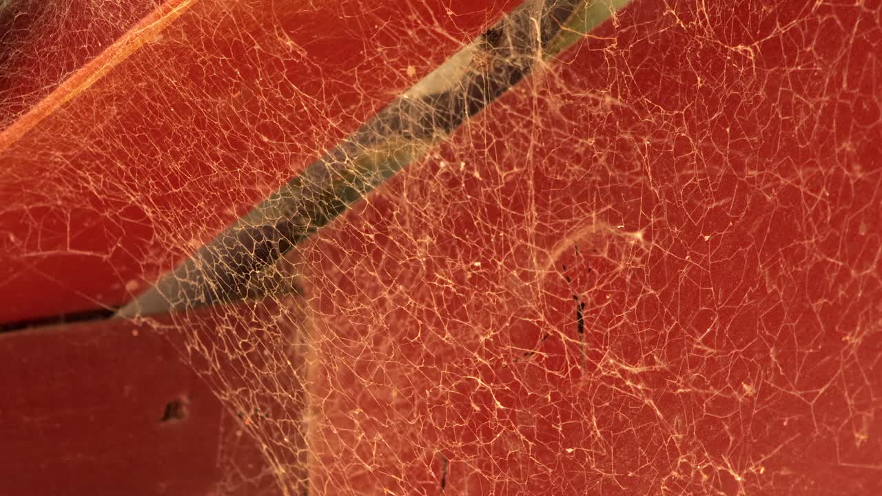 Lots of Spider Cobwebs On Wood Beams And Metal Corrugated Roof Moving In The Wind Close Up, Daytime Australia, East Gippsland, Victoria, Maffra