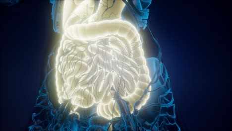 human body with visible digestive system