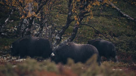 Musk-Ox-Herd-Walking-In-The-Mountains-In-Dovrefjell-Sunndalsfjella-National-Park-In-Norway