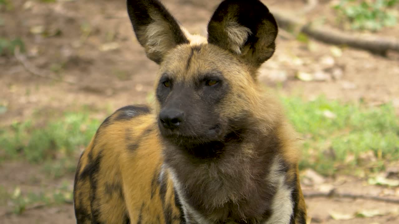 retrato de un perro salvaje africano que usa el olor para encontrar presas en el duro desierto africano