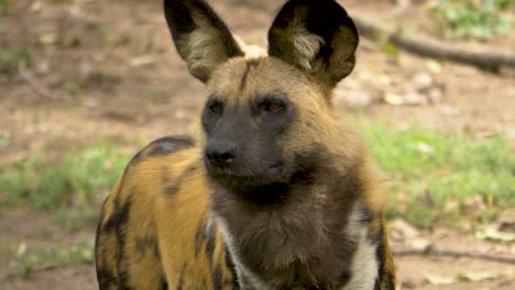 retrato de un perro salvaje africano que usa el olor para encontrar presas en el duro desierto africano