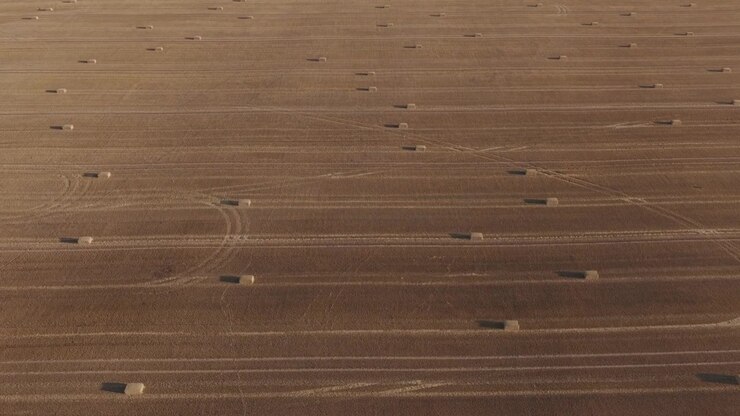 Aerial view of a vast harvested wheat field covered with evenly spaced rectangular hay bales.