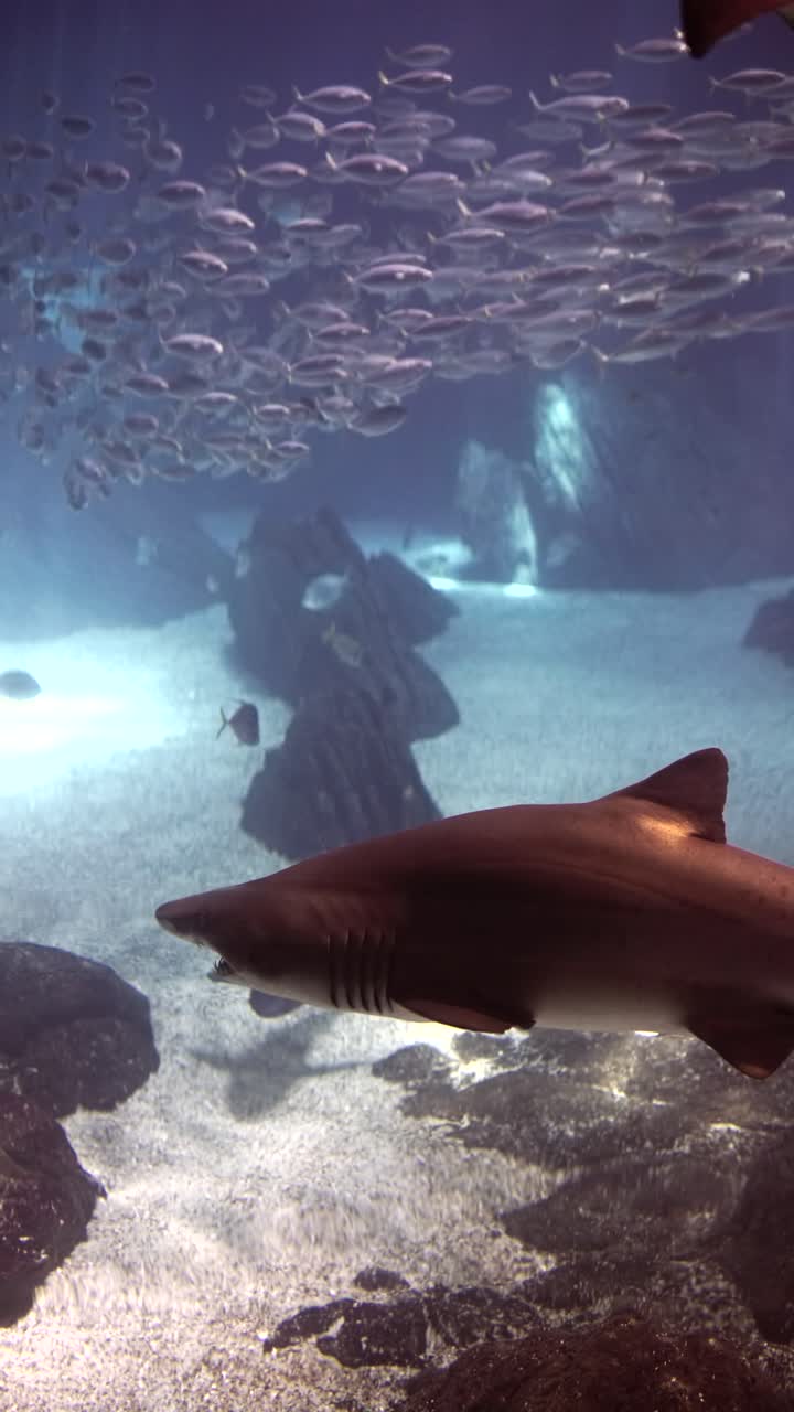 A shark swims in an aquarium alongside a school of fish and other marine life