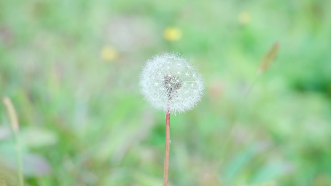 흐린 녹색 잔디 배경에 대한 일반적인 민들레 seedhead