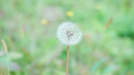 common dandelion seedhead against blurred green grass background