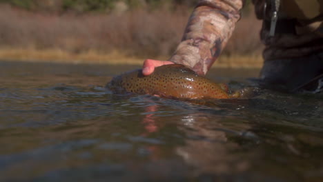 fisherman holds brown trout in river current until it swims away