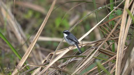 a grey bushchat sitting on some dead grass in the jungle of chitwan national park in nepal