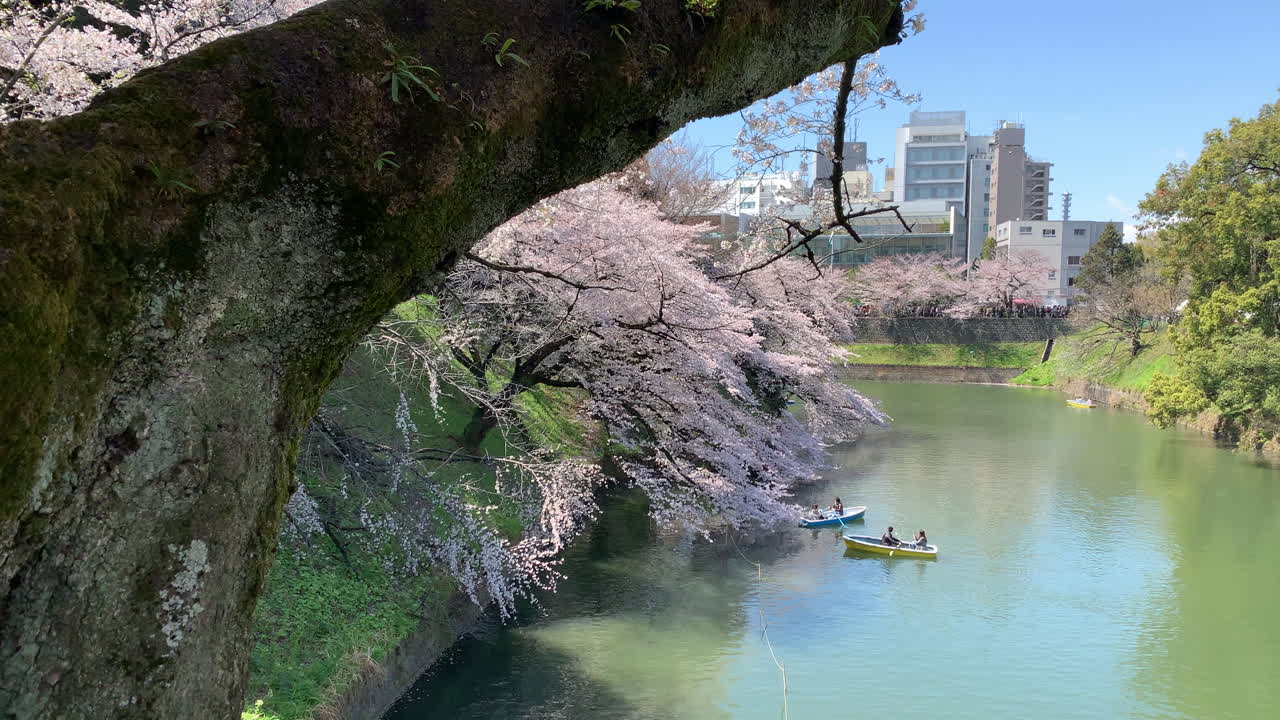una panorámica junto al foso del palacio imperial en el parque chidorigafuchi con botes de remos navegando alrededor de los cerezos en flor