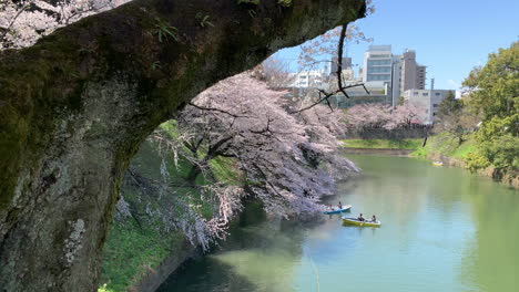 a panoramic by the imperial palace moat at chidorigafuchi park with rowboats navigating around cherry blossom