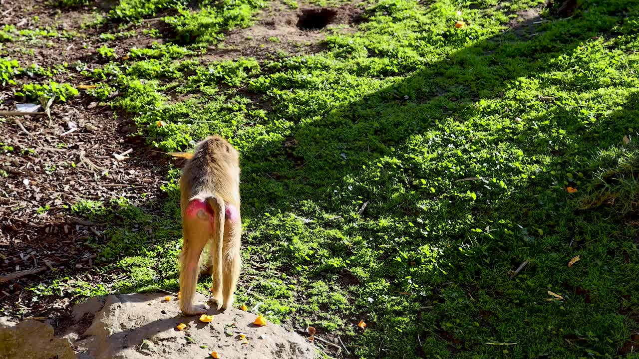 babuino caminando por la hierba en el zoológico de melbourne