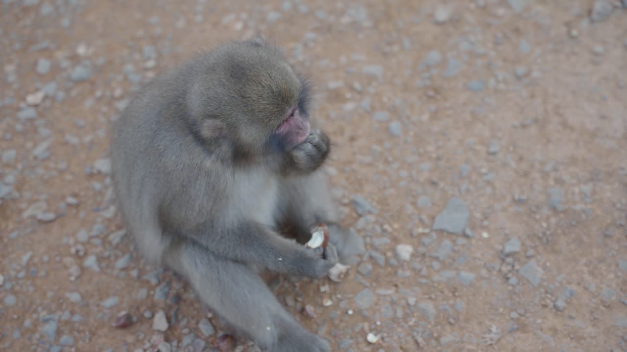 parque de monos arashiyama, macaco japonés comiendo castañas