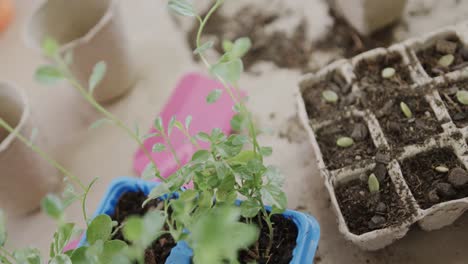 Close-up-of-seeds,-biodegradable-seed-trays,-soil,-seedlings-and-trowel-on-table-top,-slow-motion