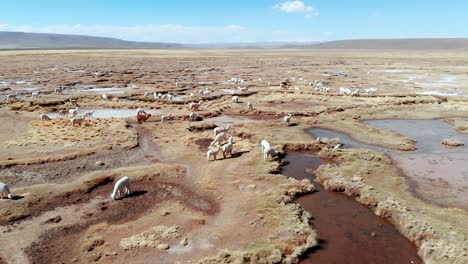 campos de pasto de alpaca, cerca de arequipa, perú, vista general en movimiento toma aérea de drones