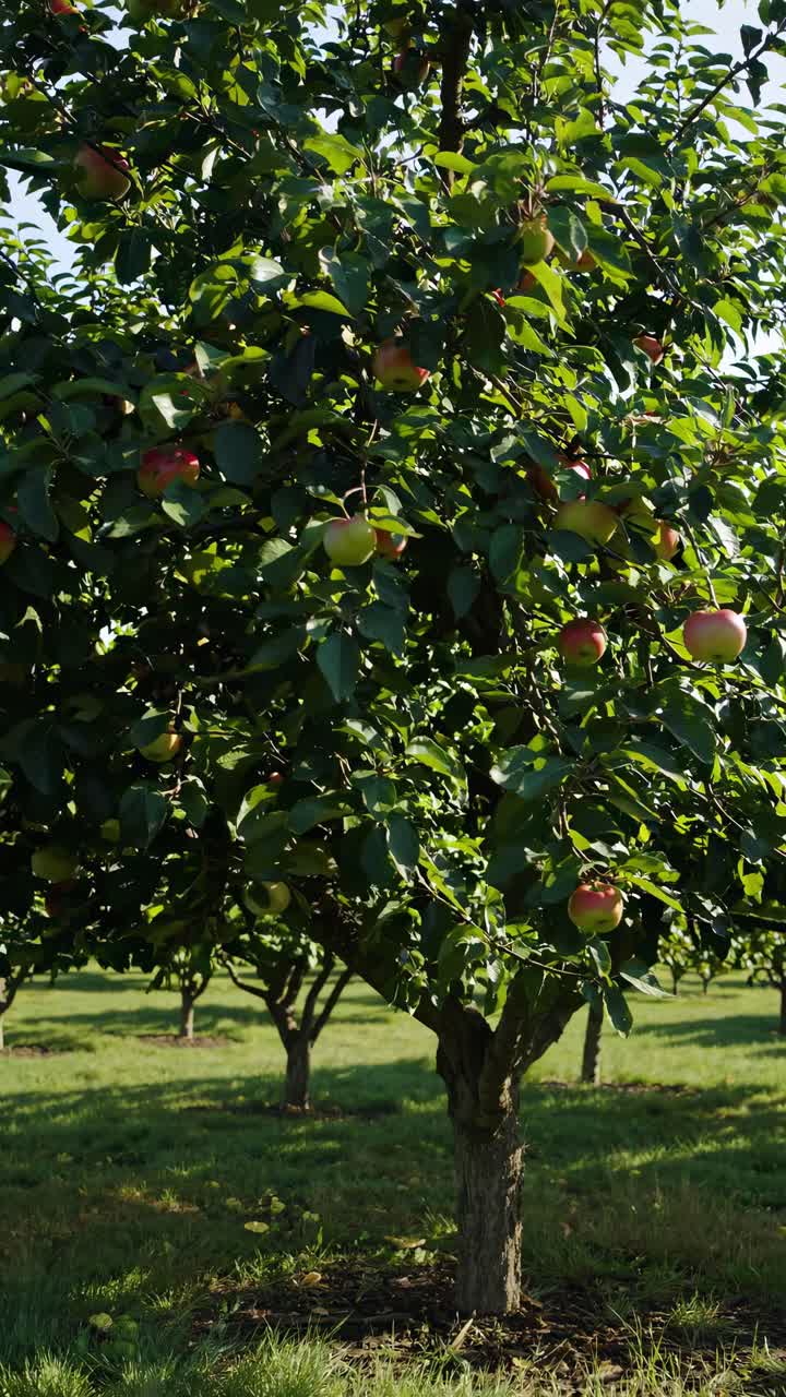 A video captures an apple orchard from a low angle, highlighting lush green leaves and ripe apples