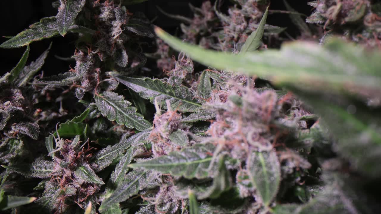 Macro View of Purple and Green Cannabis Buds with Frosty Trichomes
