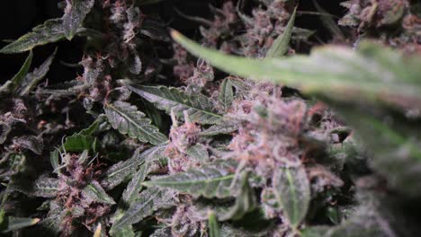 macro view of purple and green cannabis buds with frosty trichomes