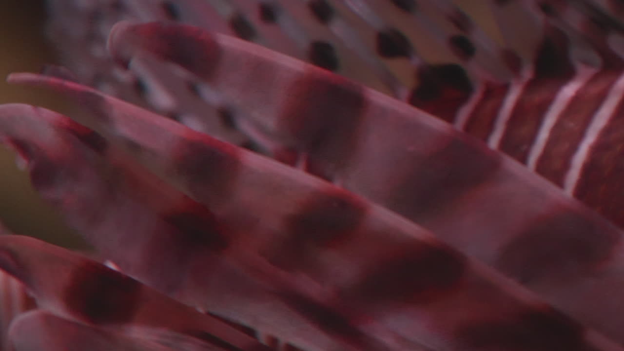 pez león en un arrecife, de cerca