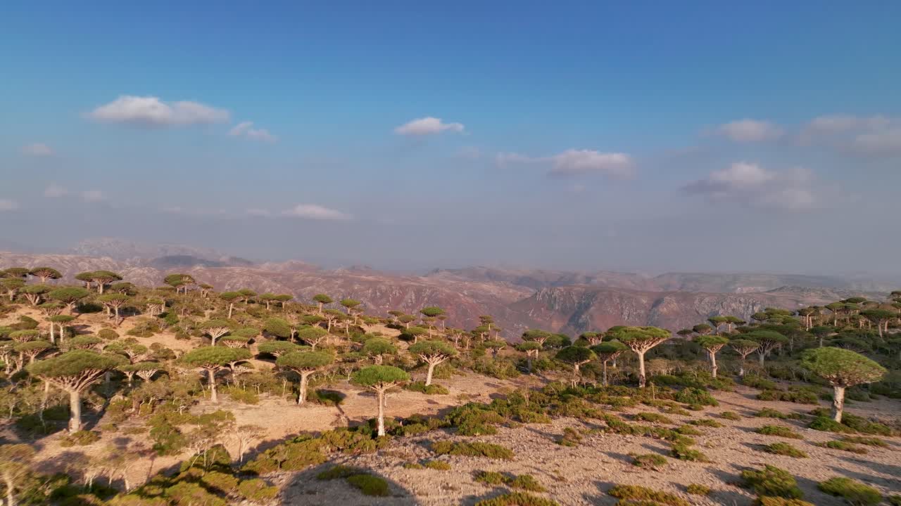 árboles densos de dracaena cinnabari en el bosque de firhmin, isla de socotra, yemen